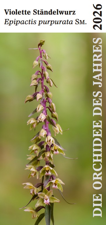 Orchidee des Jahres 2026, Epipactis purpurata Orchidee des Jahres 2026, Epipactis purpurata