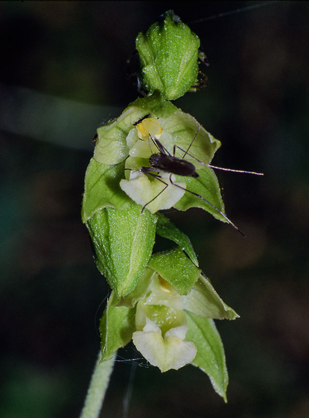 Epipactis helleborine var. minor Epipactis helleborine var. minor