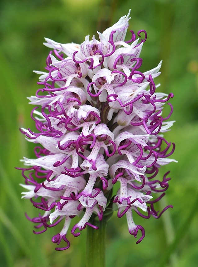 Orchis simia